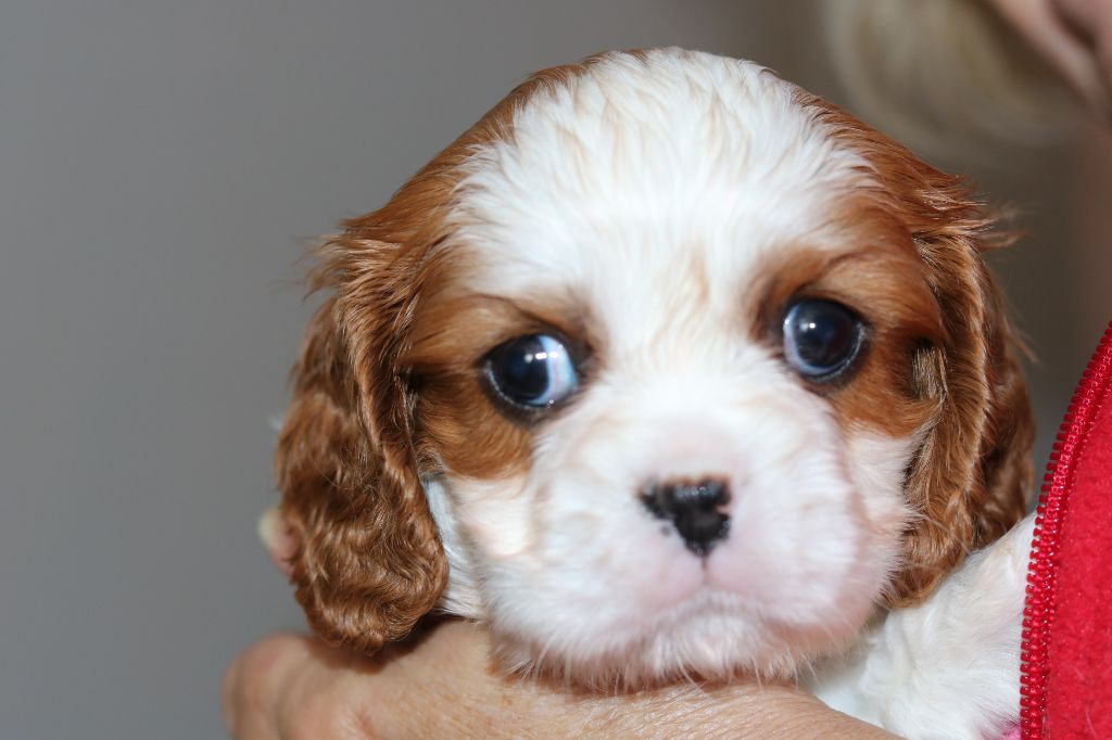 Moments Of Harmony - Chiot disponible  - Cavalier King Charles Spaniel