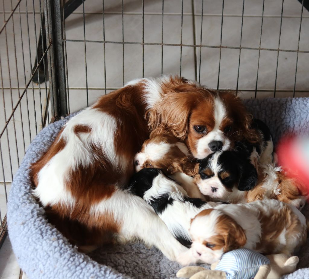 chiot Cavalier King Charles Spaniel Moments Of Harmony